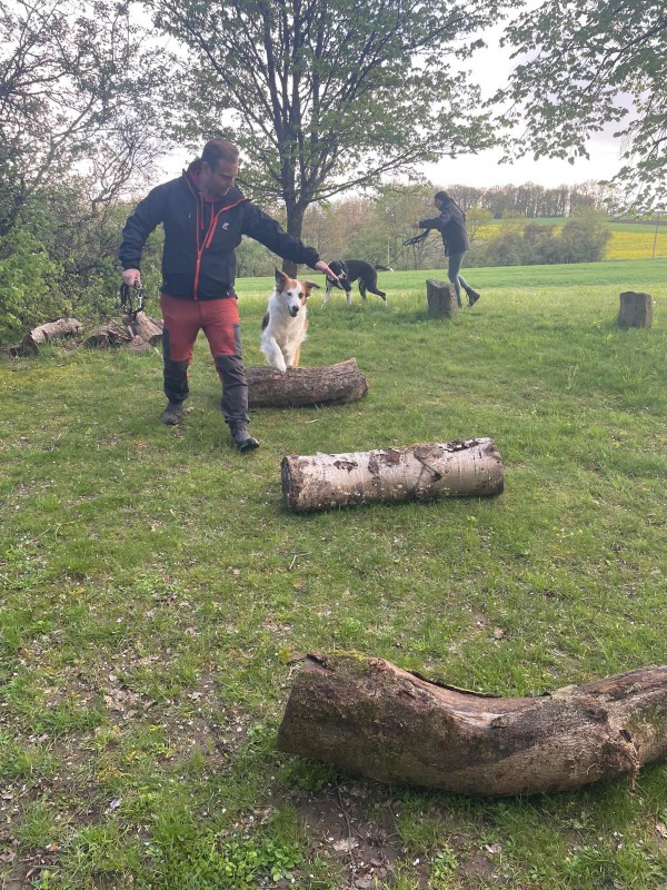 Dog Mobility