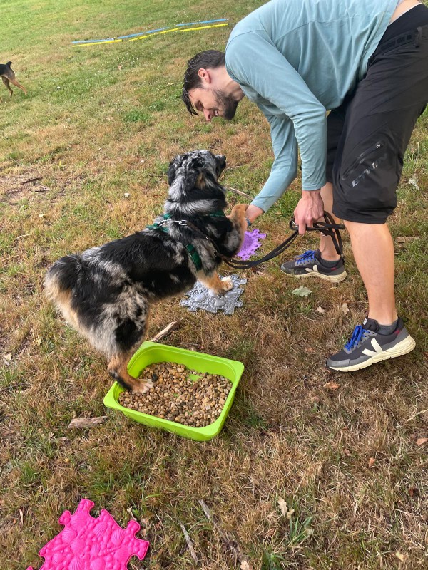 Dog Mobility