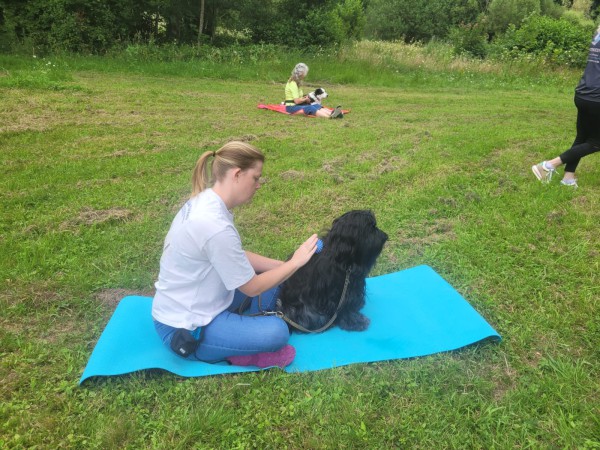 Dog Mobility