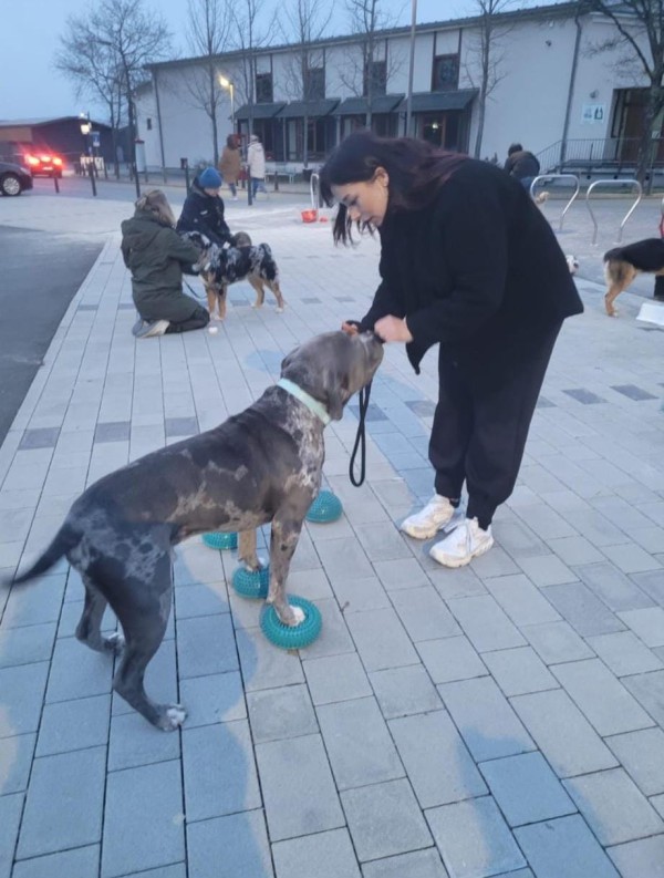 Dog Mobility