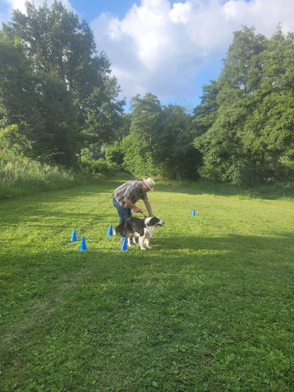 Dog Mobility