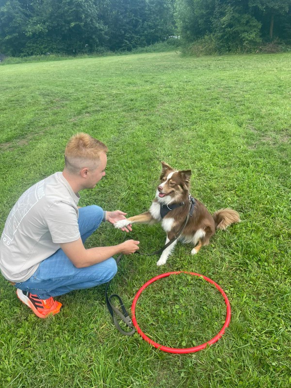 Dog Mobility