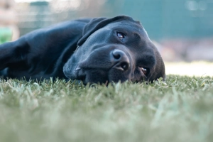 Liegender entspannter hund
