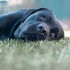 Liegender entspannter hund