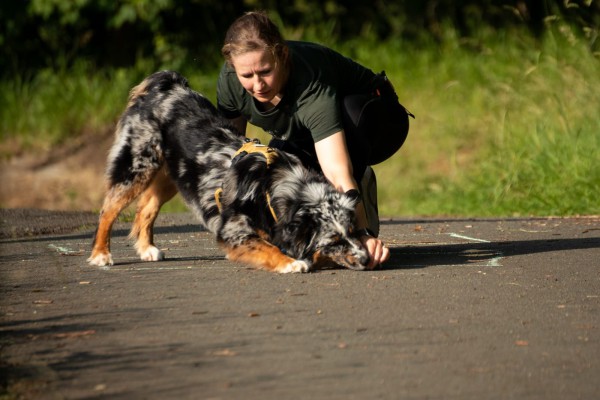 Mensch & Hund Mobility